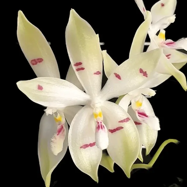 Phalaenopsis tetraspis parfumat 'Fire'