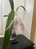 Bl. Morning Glory