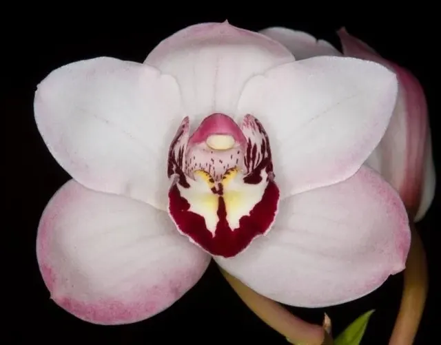 Cymbidium Vanessa Amorosi