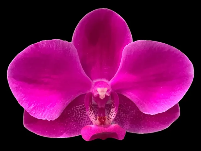 Doritaenopsis Queen Bear