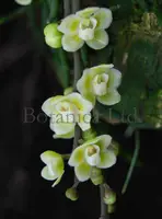 Chiloschista viridiflava