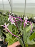 Neofinetia falcata ‘Raizan’