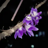 Dendrobium victoriae-reginae