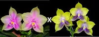 WP945 Phalaenopsis (Smiley Prince x Phal. Mituo Prince) Seed Grown