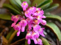 Orchid Schoenorchis scolopendria Mirco Miniature mounted