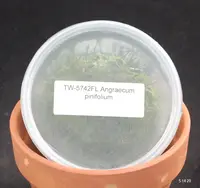 FLASK Angraecum pinifolium