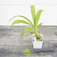 Clowesia Grace Dunn — 2.5" Pot / Without Spike