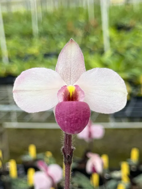 Paphiopedilum delenatii (Paphiopedilum)