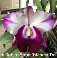 C. Mem. Robert Strait 'Islander Delight' (C. walkeriana x Lc. Wayndora) (M280) (Hybrid) Lc.=Laeliocattleya
