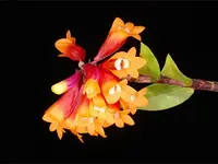 Dendrobium lawesii cerise x red/yellow