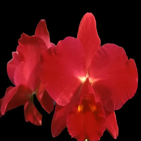 Cattleya kozo's Skarlet Vieni