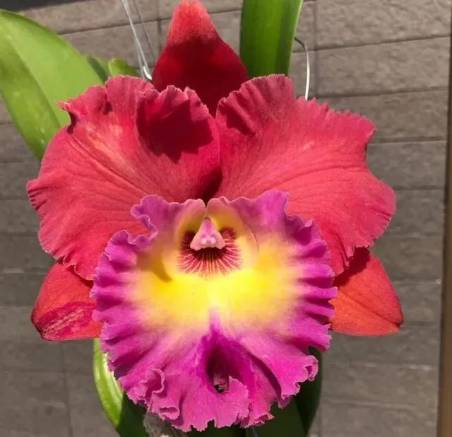 Rhyncholaeliocattleya Siam Magic (Rhyncholaeliocattleya)