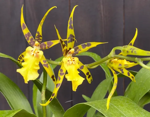 Aliceara Pacific Nova 'Butter Buds' (Aliceara)