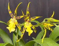 Alcra. Pacific Nova ‘Butter Buds’ — In Bud/Spike