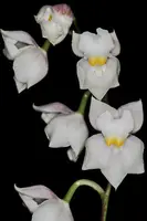 Osmoglossum pulchellum