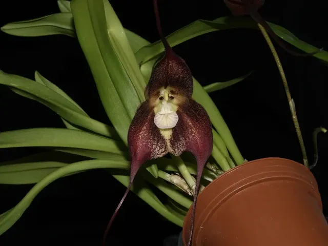 Dracula Betsy Portilla (Dracula)