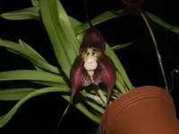 Dracula Betsy Portilla