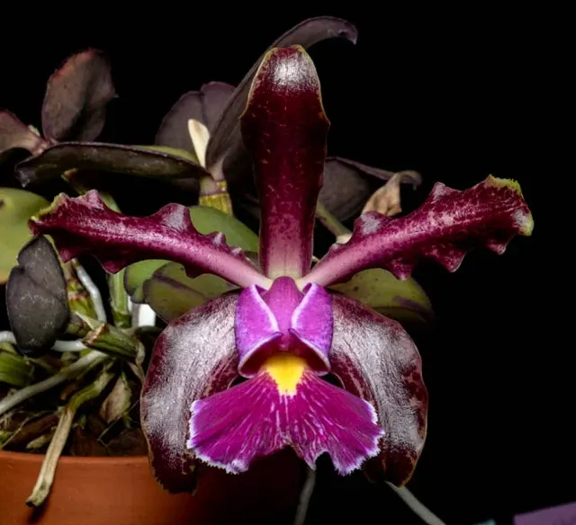 Cattleya Schilleriana X Cattleya. Aclandiae AM 'Afri'