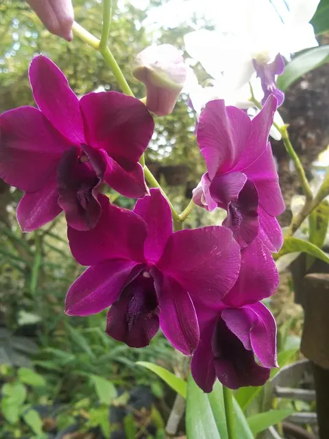 Dendrobium Genting Rose (Dendrobium)