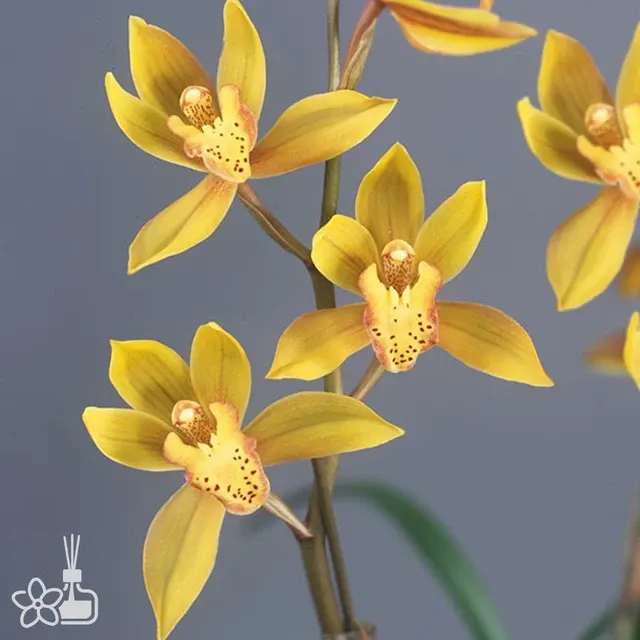 Cymbidium Waran 'Takasago'