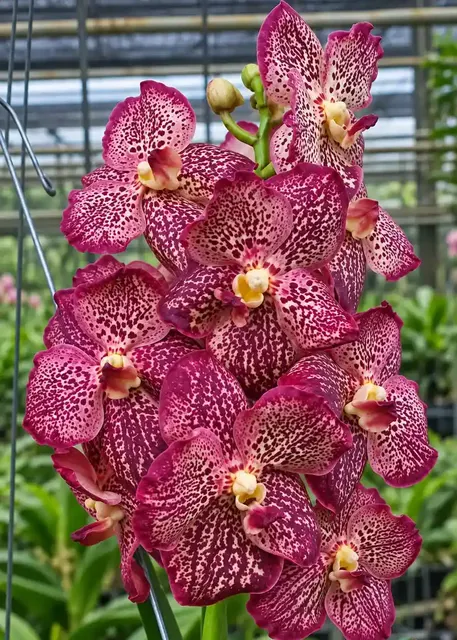 Vanda Pintuwadee (Vanda)