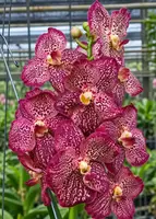 Vanda Pintuwadee Blooming Size