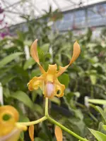 Dendrobium tangerinum (4″ Pot)