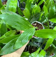 Coelogyne assamica