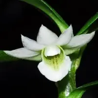 Dendrobium oligophyllum sp.