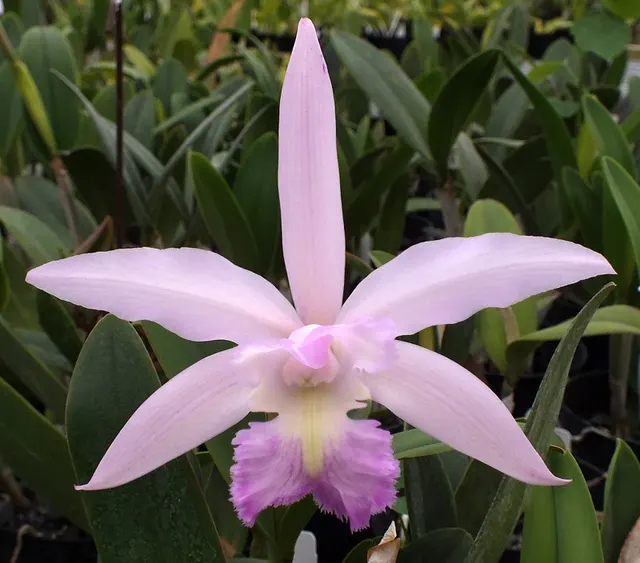 Cattleya Mainau-Zauber (Cattleya)