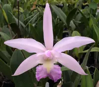 C. Mainau-Zauber
