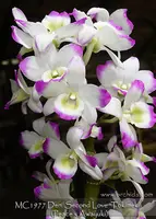 Den. Second Love 'Tokimeki; Note : Limited , Sweet Fragrance ' (Peace x Awayuki)