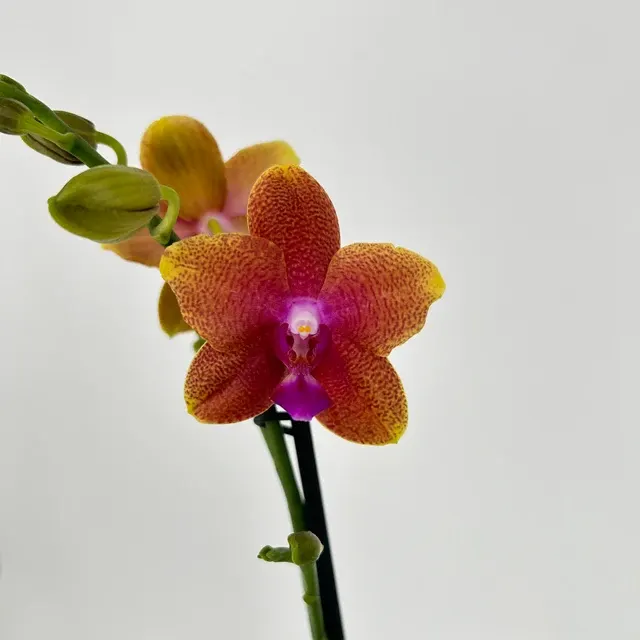 Phalaenopsis BOLGHERI (Phalaenopsis)