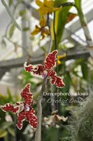 Dimorphorchis lowii – Blooming size, very rare, beautiful, fragrant species