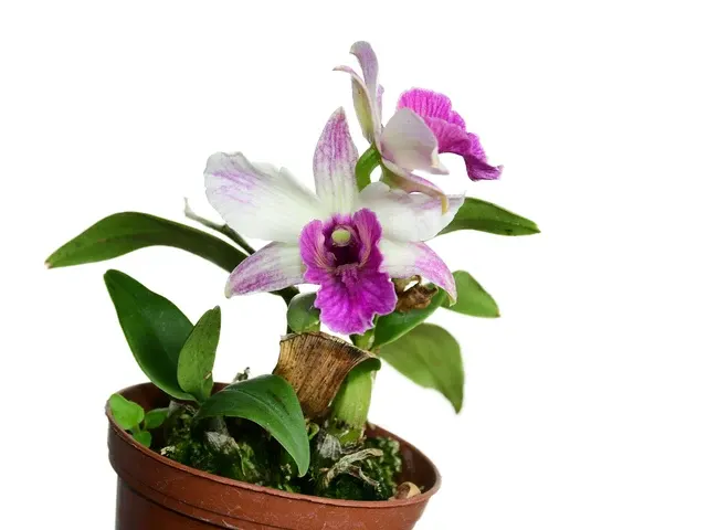 Dendrobium Proud Appeal 'Charming'