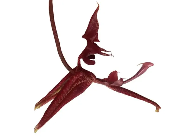 Gongora atropurpurea