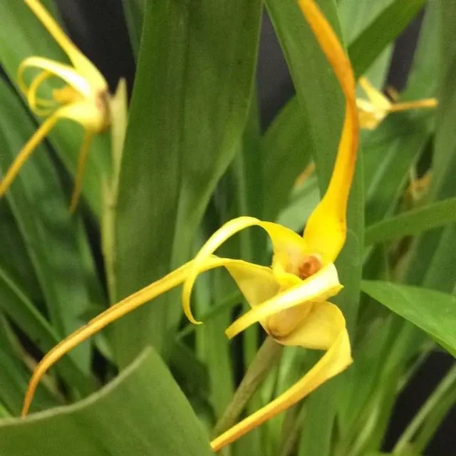 Maxillaria Bradei - Parfumata