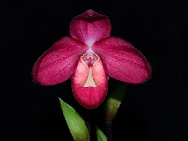 Phragmipedium La Vingtaine (Phragmipedium)