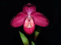 Phragmipedium La Vingtaine