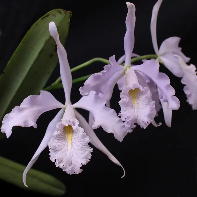 Cattleya maxima coerulea x self 'Gold Country'