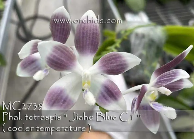 Phalaenopsis tetraspis 'Jiaho Blue C1' (Phalaenopsis)
