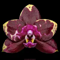 Phal. Yaphon Black Rose
