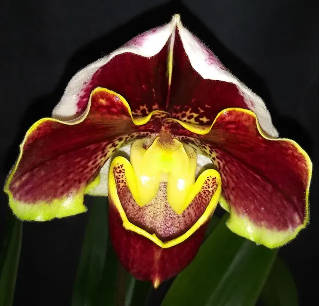 Paphiopedilum Ceppelin's Beauty (Paphiopedilum)