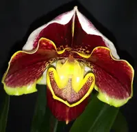 Paph. Tiger Hill 'Jungle Fever' x Pahp. Hilo Girl 'Cute'
