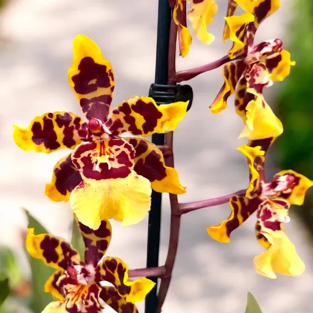 Colmanara Wildcat Yellow Butterfly