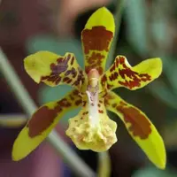 Graphorkis concolor sp.