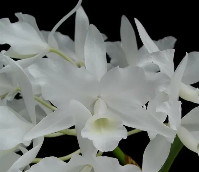 Cattleya Skinneri Alba 4N VERY RARE TETRAPLOID