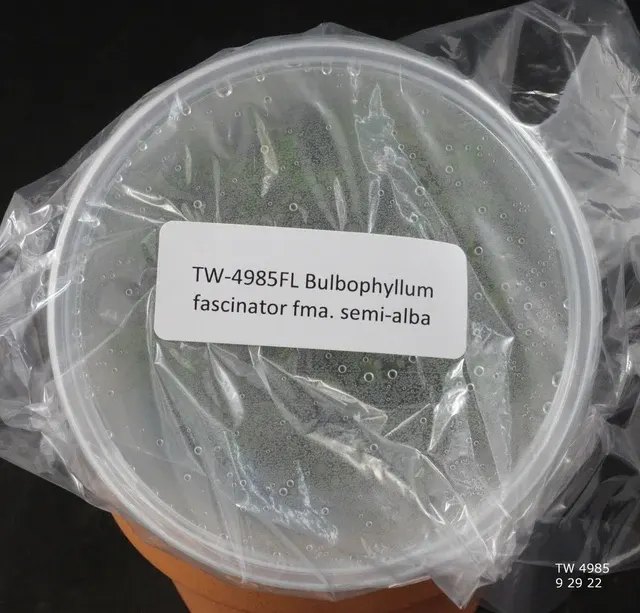 Bulbophyllum fascinator 'semi-alba'