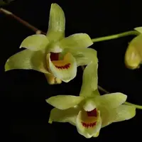 Dendrobium catenatum sp.