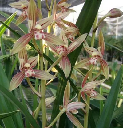Cymbidium ensifolium 'Rainbow' (Cymbidium)
